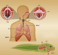 打嗝不停怎么办? 8大妙招治疗打嗝